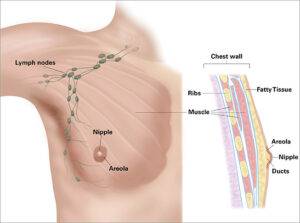 anatomy-of-the-male-breast